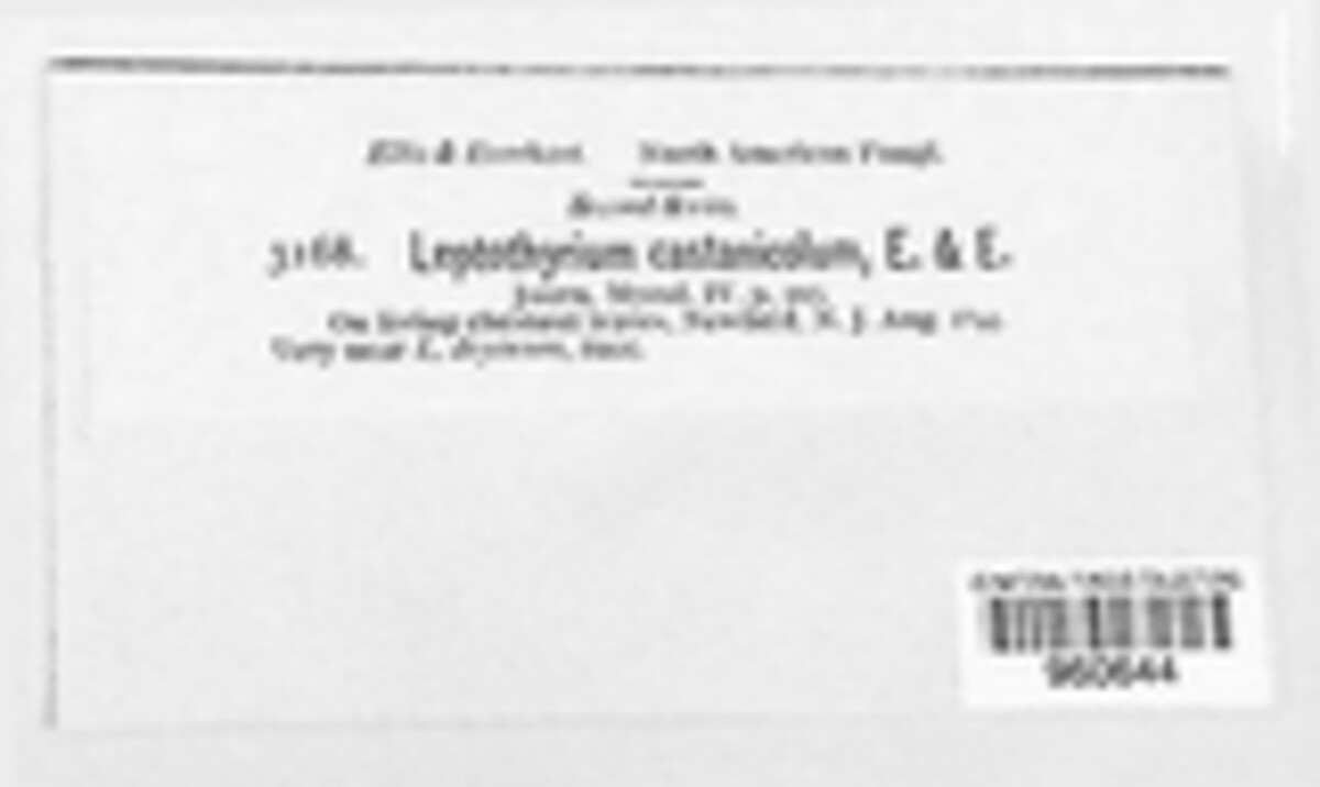 Leptothyrium californicum image